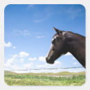 Search for for kentucky derby stickers Pictures of horses