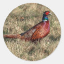 Search for pheasant stickers Phasianus colchicus