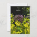 Search for allium Garden