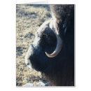 Search for arctic tundra postcards Animals