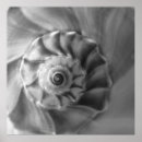 Search for whelk Knobbed whelk