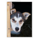 Recherche de anticipation Dog