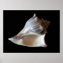 Search for shell beach posters Sea life