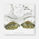 Recherche de coquille tortue magnets Froid blooded