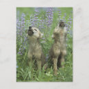 Search for animals of north america postcards Vertical