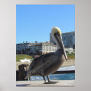Recherche de pelican posters Plage