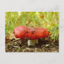 Recherche de champignons rouges cartes postales Automne