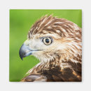 Search for red tail magnets Raptor