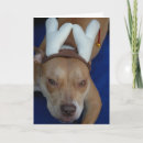 Search for projects cards Animals