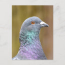 Recherche de pigeon sauvage cartes postales Faune