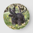 Search for watches Pet