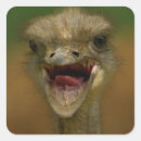 Search for ostrich stickers Feathers