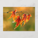 Recherche de rouge clair cartes postales Chute