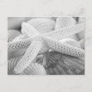 Search for seashell photography postcards Starfish
