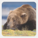 Search for animal park stickers Omnivore