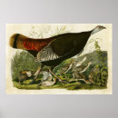 Search for john wilde posters Birds of america