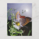 Search for orange and white postcards Vertical