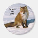 Recherche de cute fox Faune