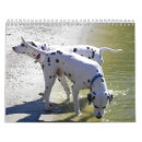 Recherche de boxeur allemand Animaux