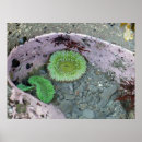 Search for pacific northwest posters Nature