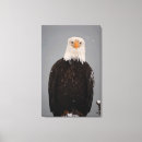 Search for eagle in winter art Bird