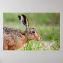 Search for animals eating posters Mammal