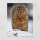 Search for myself postcards Cute