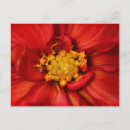 Recherche de fleur de dahlia cartes postales Floral