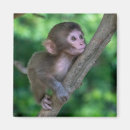 Search for baby monkey magnets Young animal
