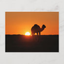 Recherche de tunisien cartes postales Chameau