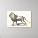 Recherche de lionne art Animaux sauvages