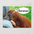 Recherche de singes drôles cartes postales Banane