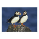 Search for sea bird art Wild