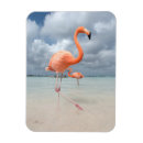 Recherche de flamants magnets Tropical