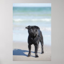 Search for pug dog posters Ocean
