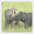 Search for india elephant stickers Asian