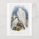 Search for falcon vertical postcards Vintage