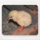 Recherche de poussin jaune tapis souris Poussins