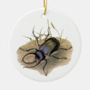 Search for insects ornaments Beetles