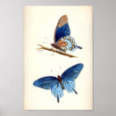Search for bug pictures art Butterflies