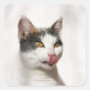 Search for cat portrait stickers Nature