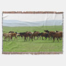 Recherche de chevaux photographie Faune