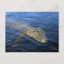 Search for gators postcards Nature