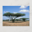 Recherche de acacia cartes postales Jour