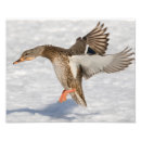 Recherche de canard en vol posters Imprimer