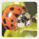 Search for macro stickers Outdoors