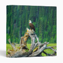 Search for perch binders Wildlife