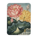 Recherche de fleur lotus magnets Plante