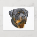 Recherche de chiots rottweiler cartes postales Amoureux des chiens