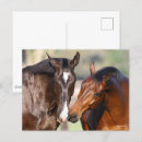 Search for horse sports postcards Animal